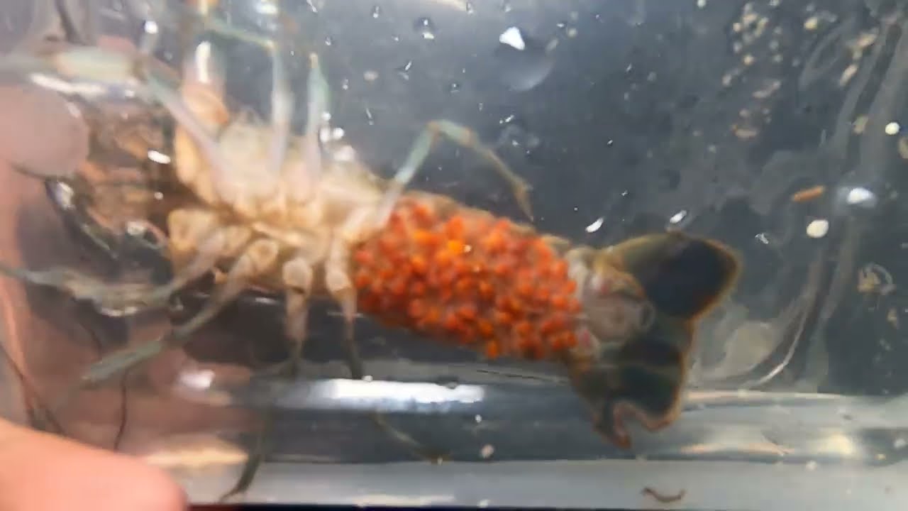 Crayfish Farming: Update sa Crayfish: may itlog na 😱