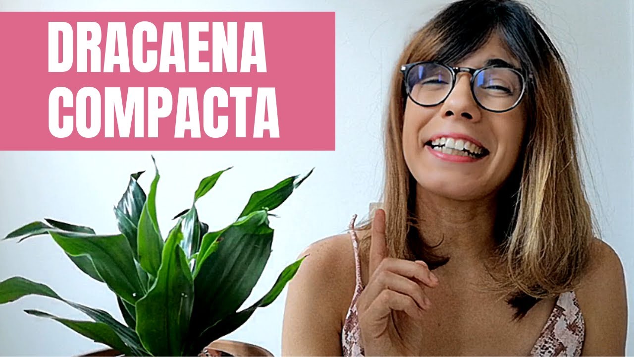 Драцена компактная — как ухаживать за растением Джанет Крейг