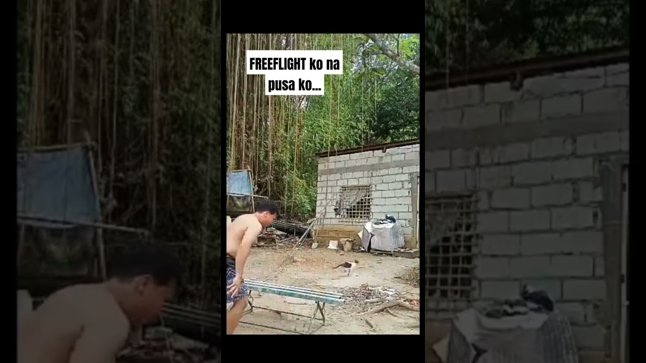 freeflight na sana na pusa pa...