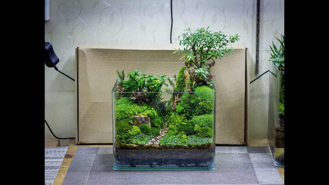 Terrarium Gorge - Làm terrarium bố cục hẻm núi - Phụ đề