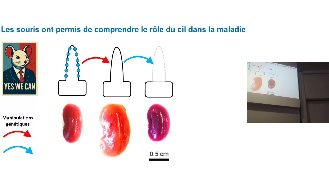 CHU Brest Journée patients et familles 2025 Des souris pour aider la recherche sur la PKD