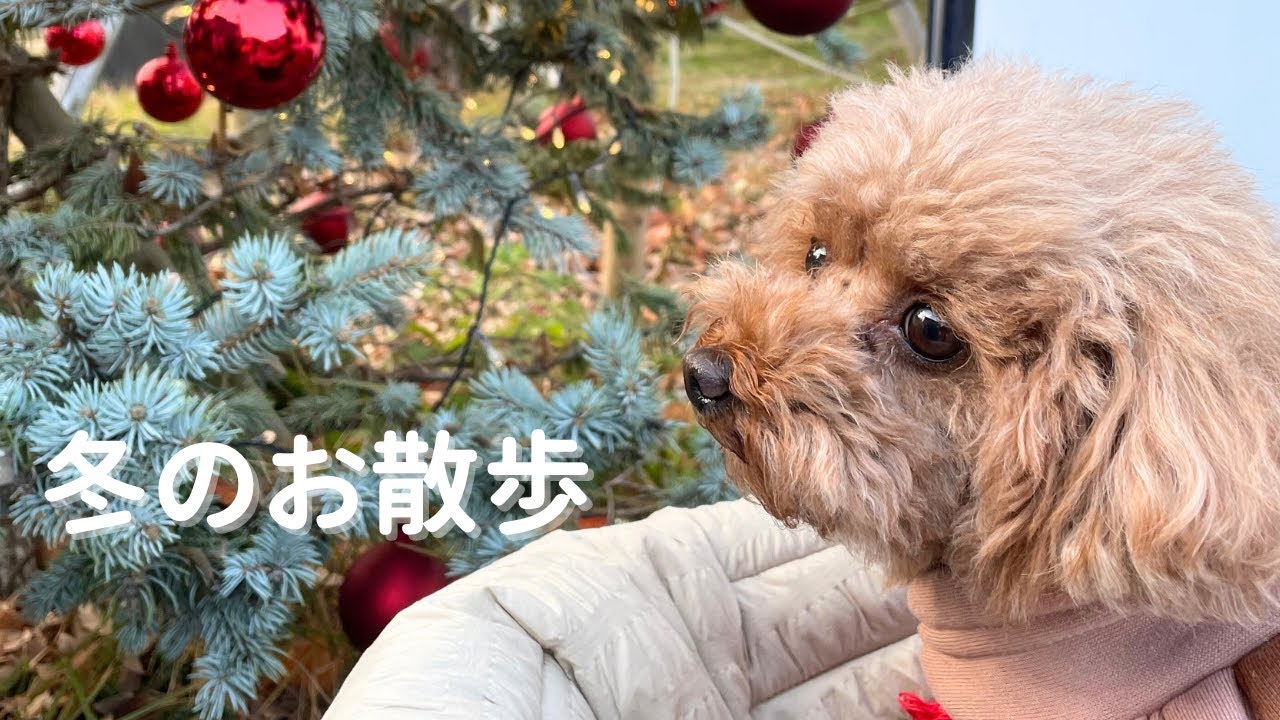 るると冬のお散歩｜クリスマスマーケットのある日