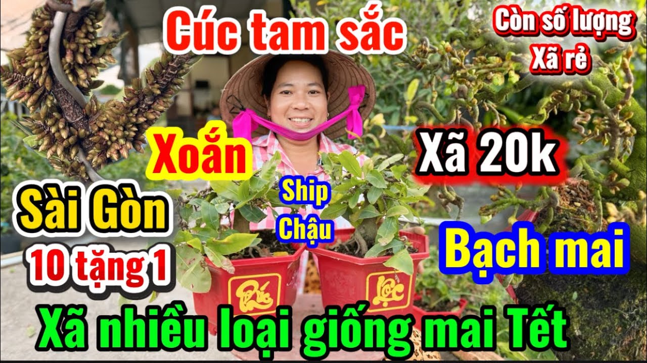 29-1-2026☎️0333 821 029📲xã mai chơi Tết- 20k 1 cây có 10 mấy giống-nụ lên cục cục có mã số cuối líp