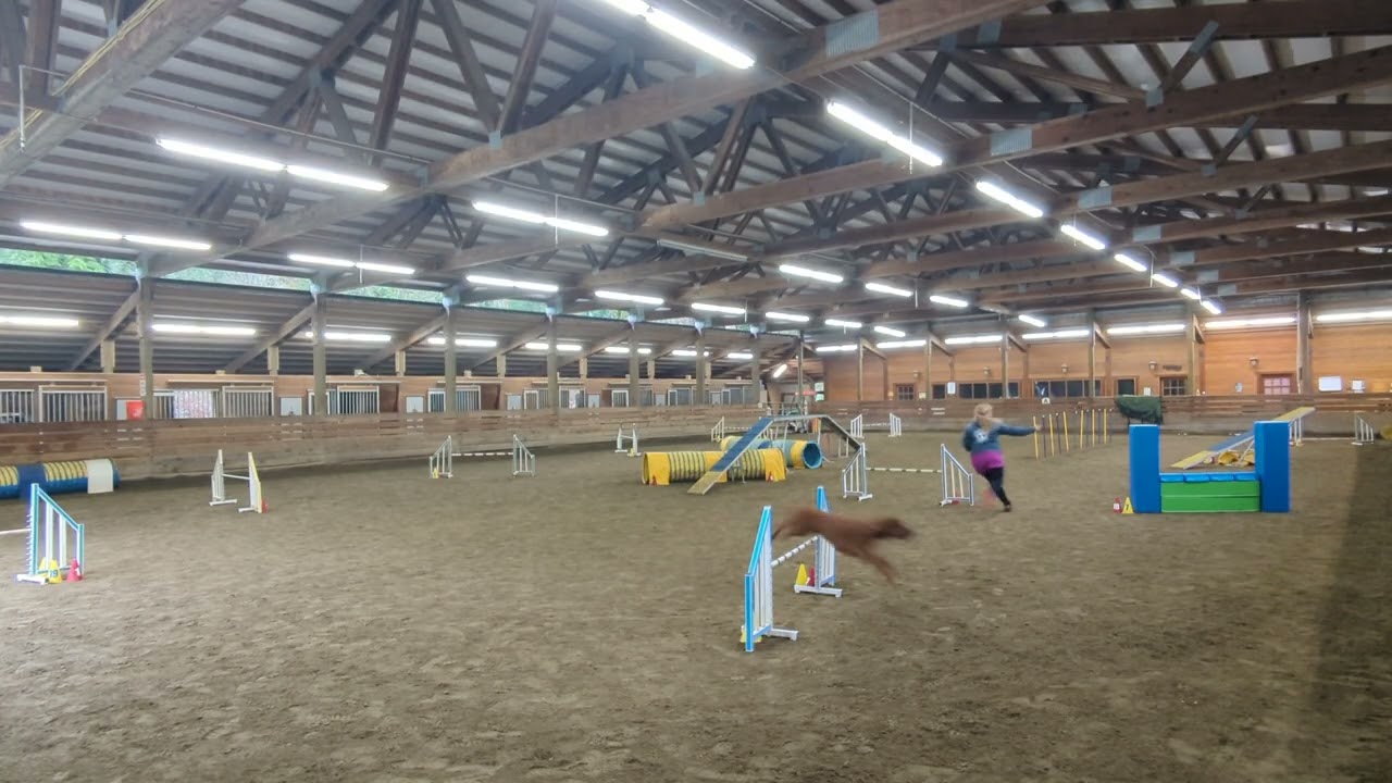 Paris' Redbone Coonhound Agility Practice -- Dec 2025 unedited 