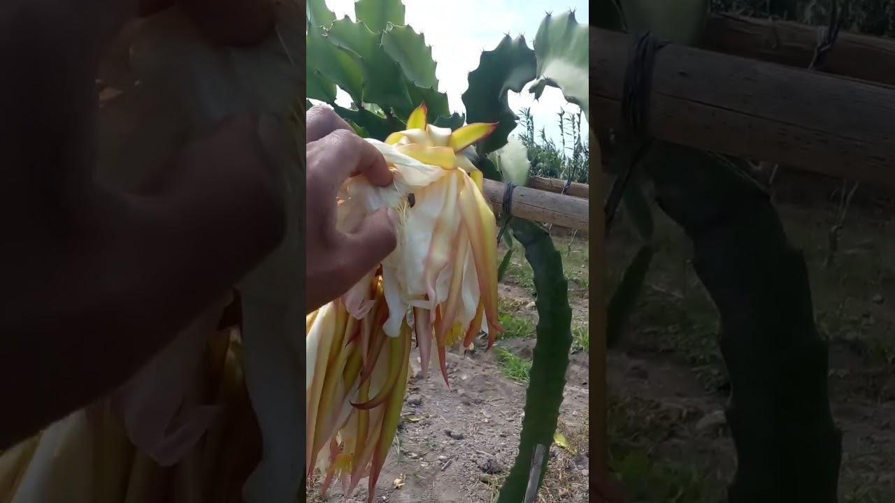 floracion de pitahaya  rojo híbrido  en HUAURA