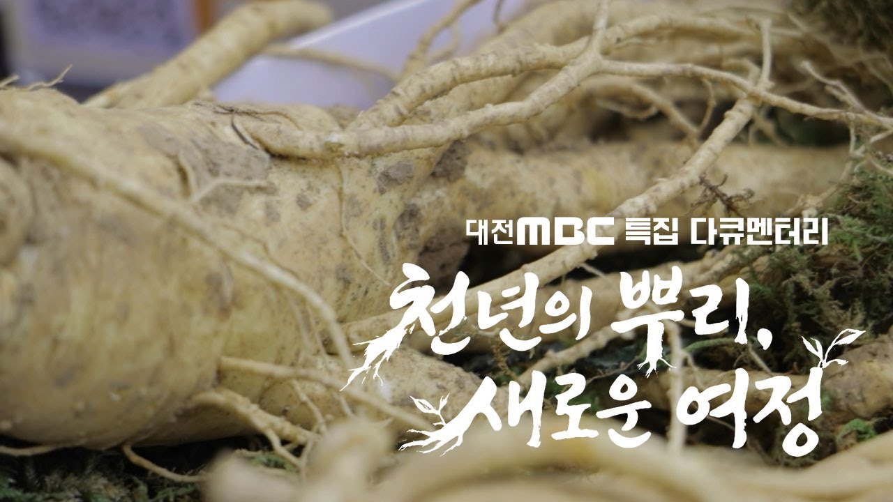 천년의 뿌리, 새로운 여정 | 대전MBC 특집 다큐멘터리