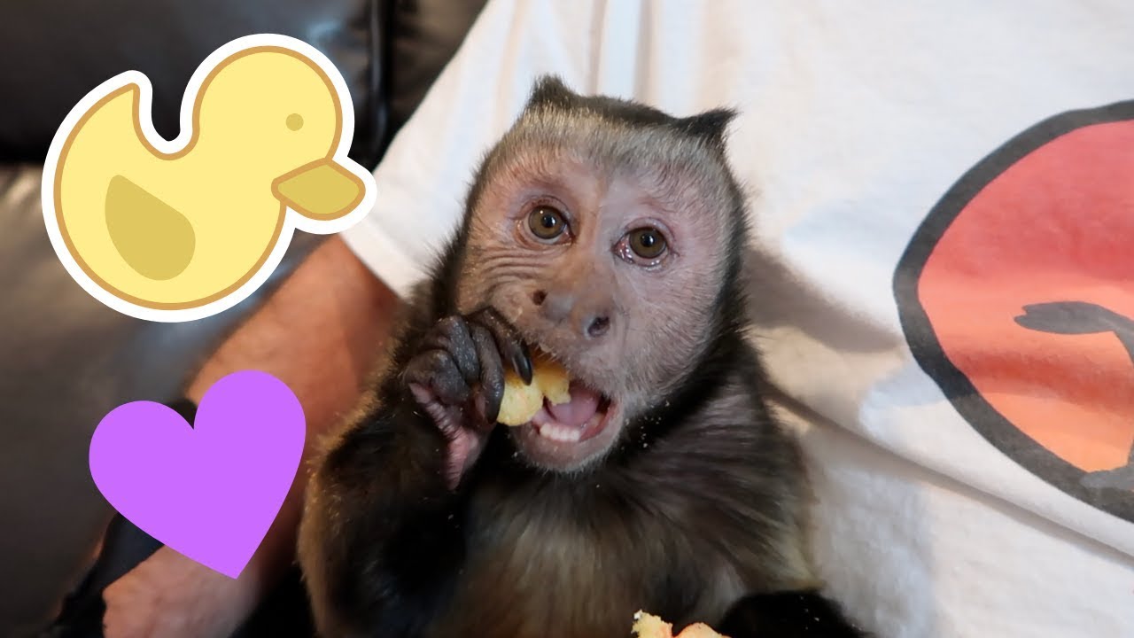 Monkey LOVES Organic Love Ducks! (SNACK TIME)
