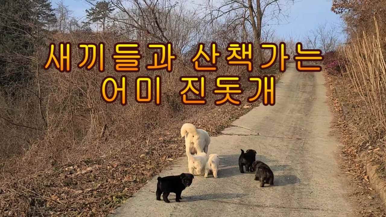 출생 37일 강아지 어미 따라 원거리 나들이 하면 생기는 일