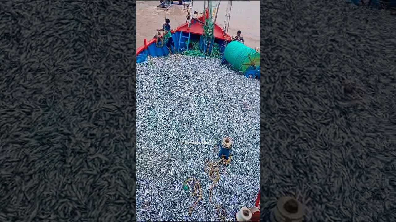 Indian blue fishing boat Honnavar | Full loaded fishes | fisherman life | fishing in deep sea