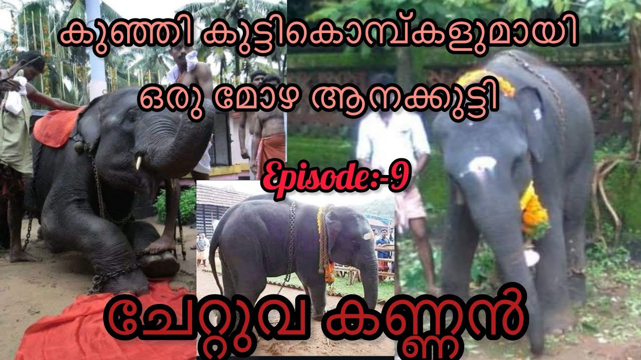 തീരെ  കുഞ്ഞ്  ആനകുട്ടി. അവനോടൊപ്പം  ഉള്ള  നിമിഷങ്ങൾ 🥰❤️❤️/Malayalam baby elephant/#aana #elephant 