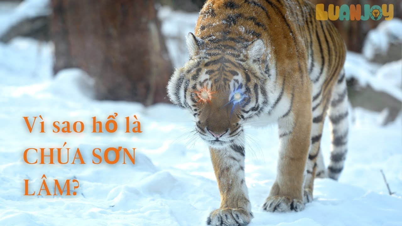 Hổ – Chúa Sơn Lâm Thật Sự Là Ai? 🐅 Bí Ẩn Sức Mạnh Rừng Xanh