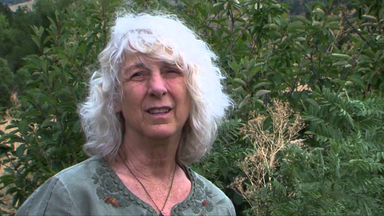 Goat's Rue in the Wild