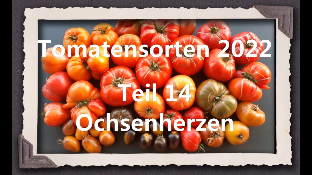 Tomatensorten 2022 Teil 14 - Ochsenherzen