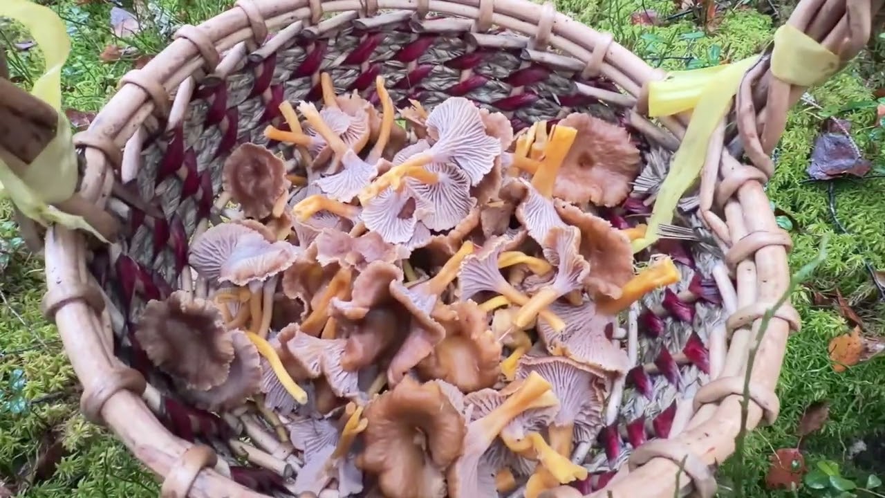 (Rerun) Trattkantarell 🇸🇪(Cantharellus_Tubaeformis) สวย ฟิน เต็มตะกร้า ตั้งใจมาเก็บไปกิน
