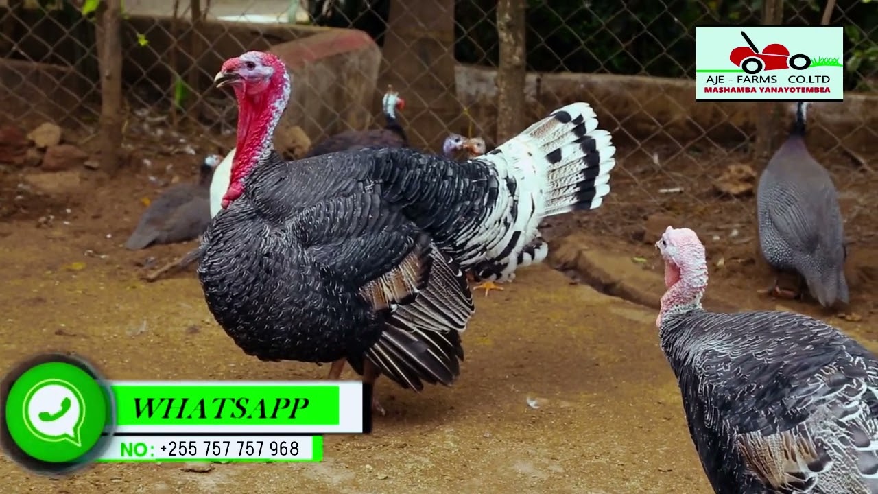 #UFUGAJI:KANGA,BATA,KUKU KWA PAMOJA /A-Z Mambo Ya Kuzingatia