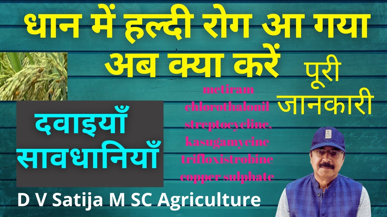 Dhan me haldi rog aane par kya kare | false smut of rice | metiram , trifloxystrobin , splash |
