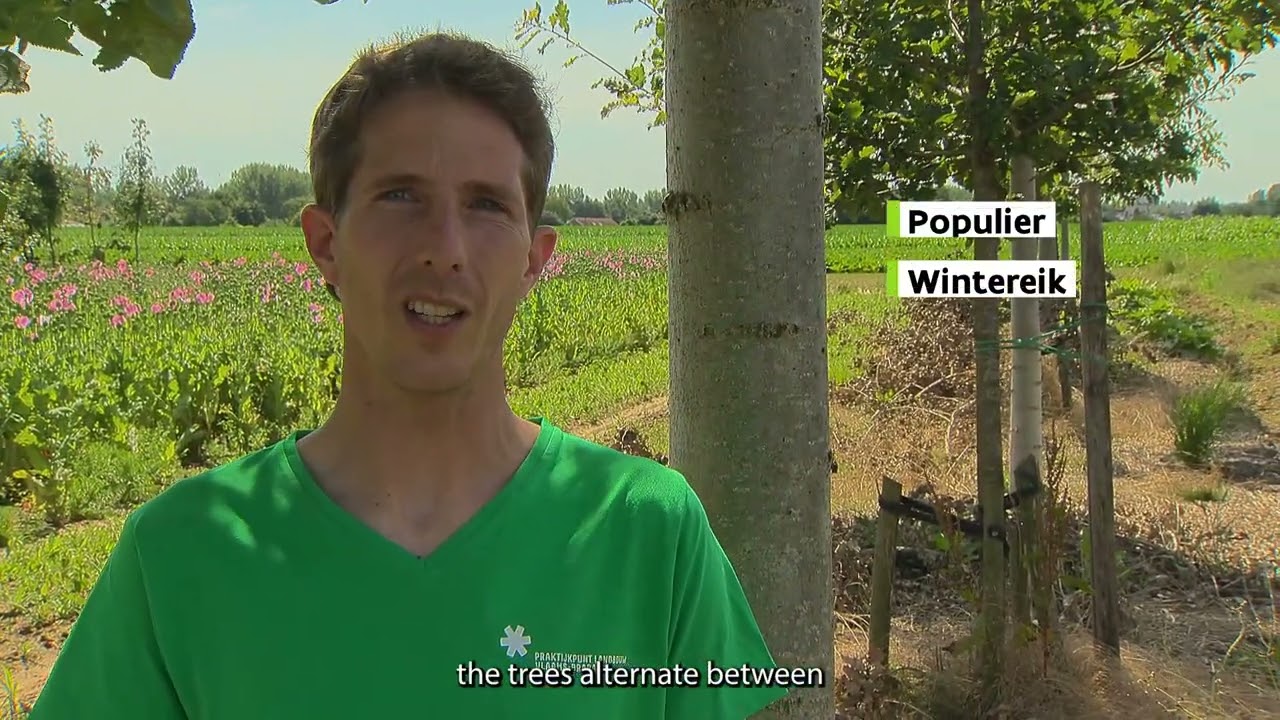 Agroforestry demonstration at the Praktijkpunt Landbouw Vlaams-Brabant