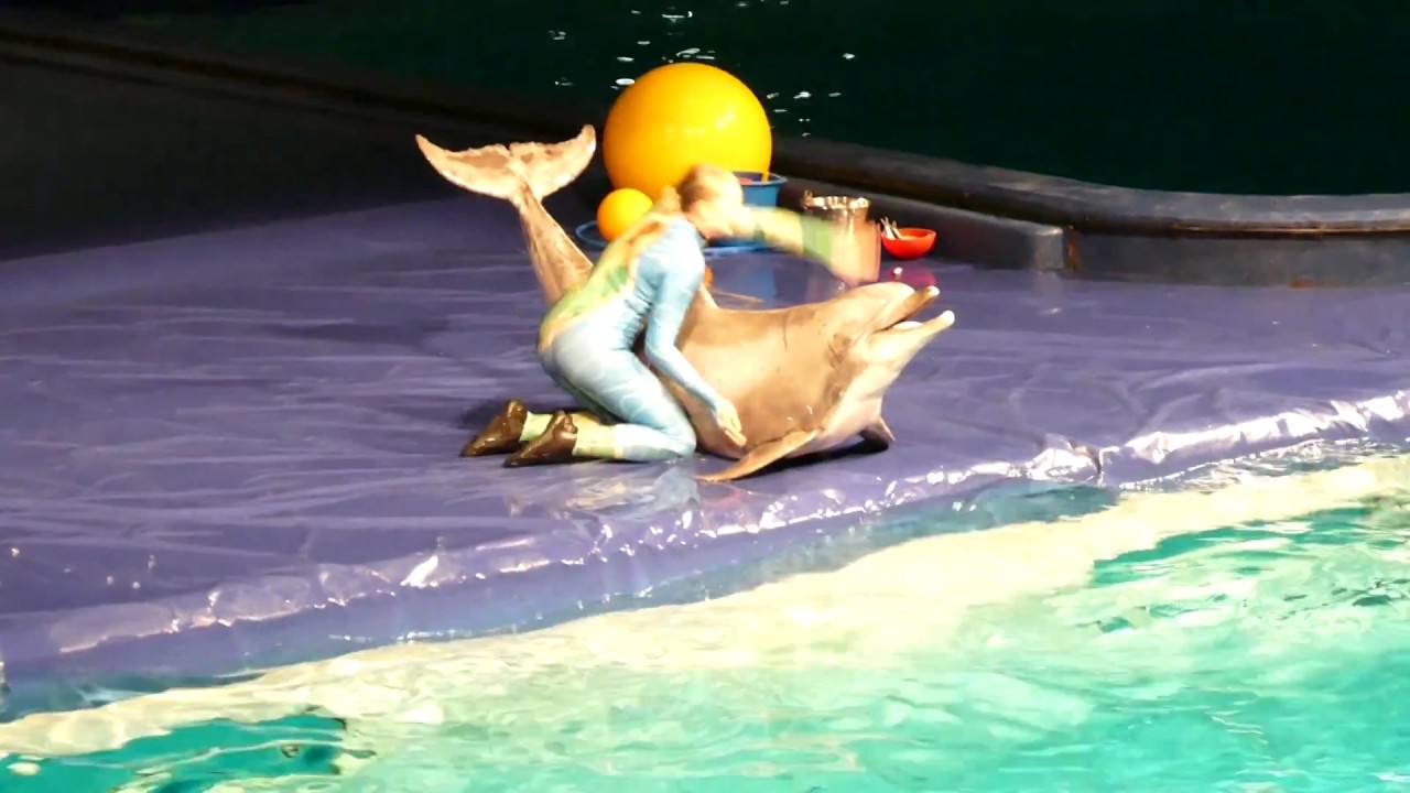 Prive dagje uit: dolfinarium dolfijnen show 24 juni 2018