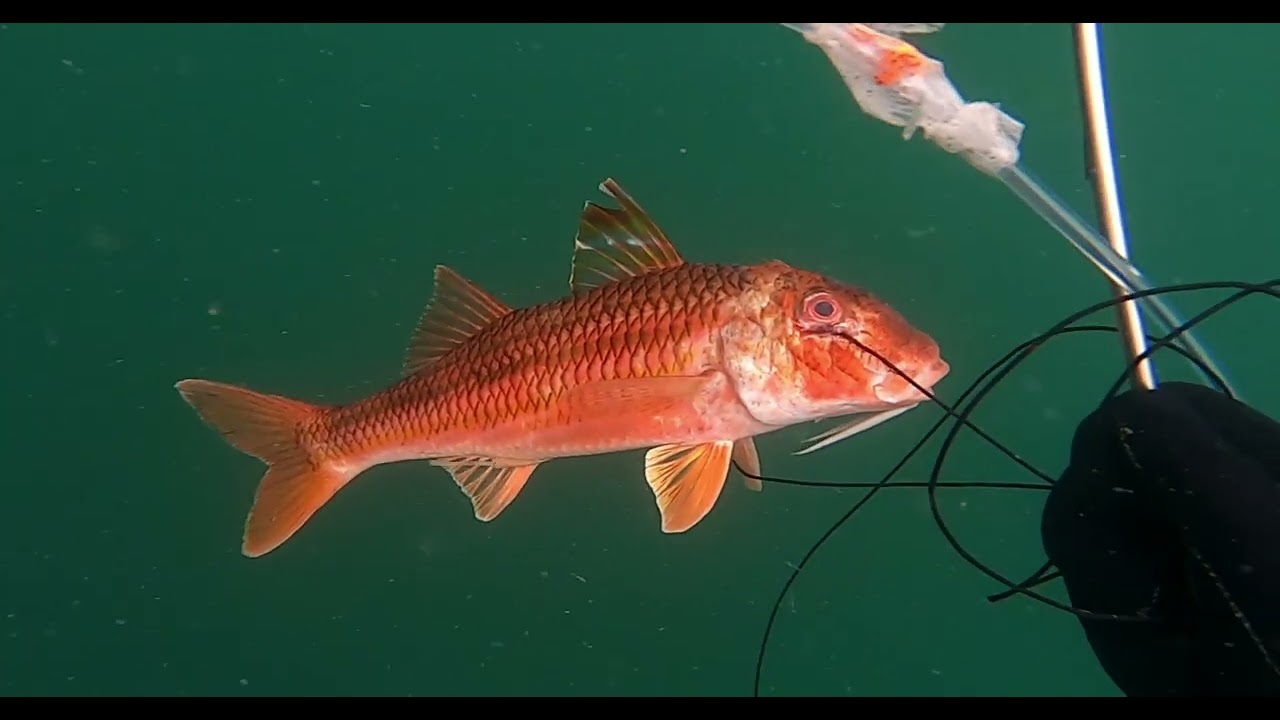 The Most Comprehensive UK Spearfishing Species Compilation - 26 species
