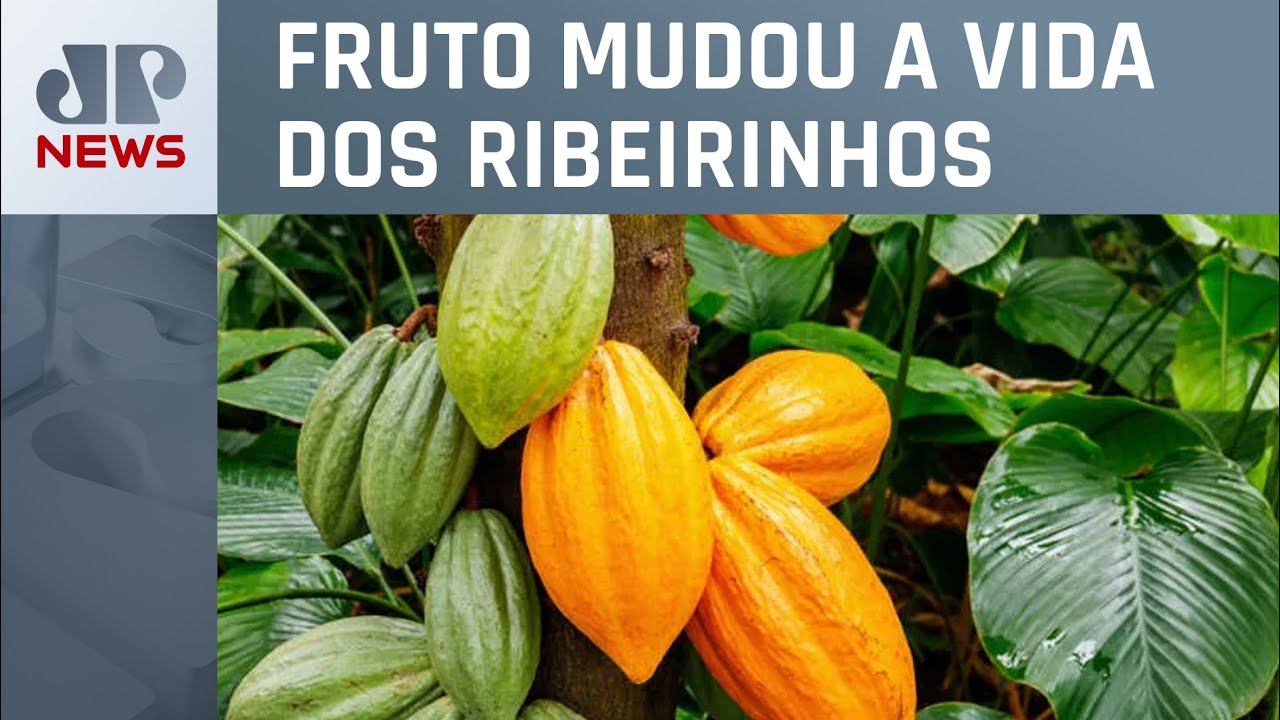 Cacau: o ouro da Amazônia - A força da floresta no Norte do Brasil