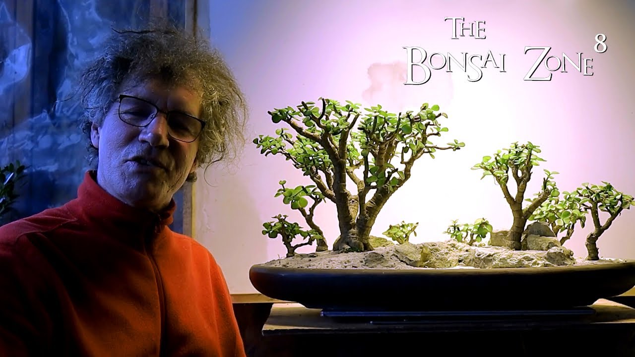 Updates From December's Pruning, The Bonsai Zone, Jan 2021