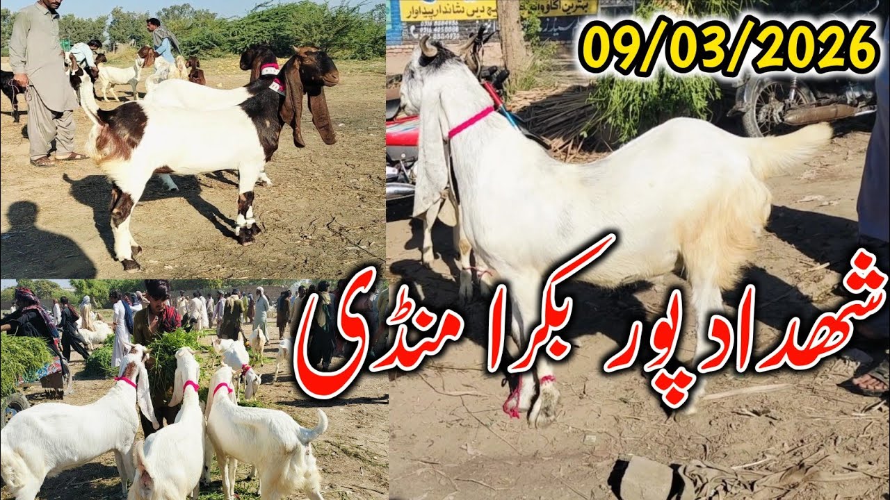 Bakra Mandi Shahdadpur || Qorbani Eid 2026 || Mix Breeds Latest Update 