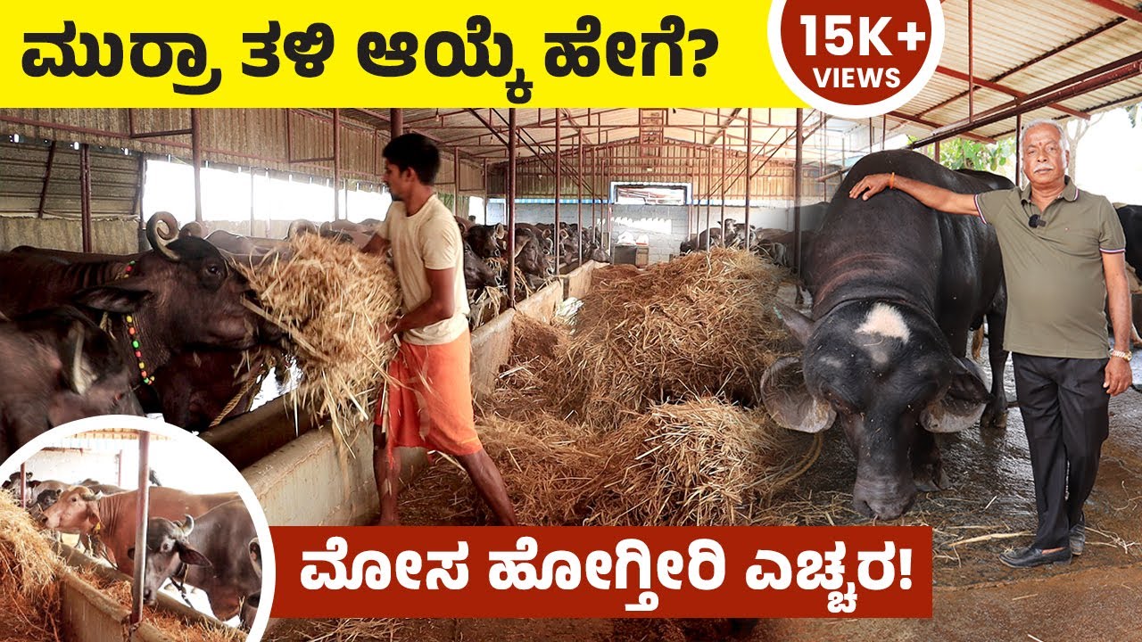 Murrah Buffalo Farming In Kannada | ಮುರ್ರಾ ಎಮ್ಮೆ ತಳಿ ಆಯ್ಕೆ ಹೇಗೆ ಮಾಡಬೇಕು ಗೊತ್ತಾ?ಪ್ರತಿದಿನ 2500 ಲೀ ಹಾಲು