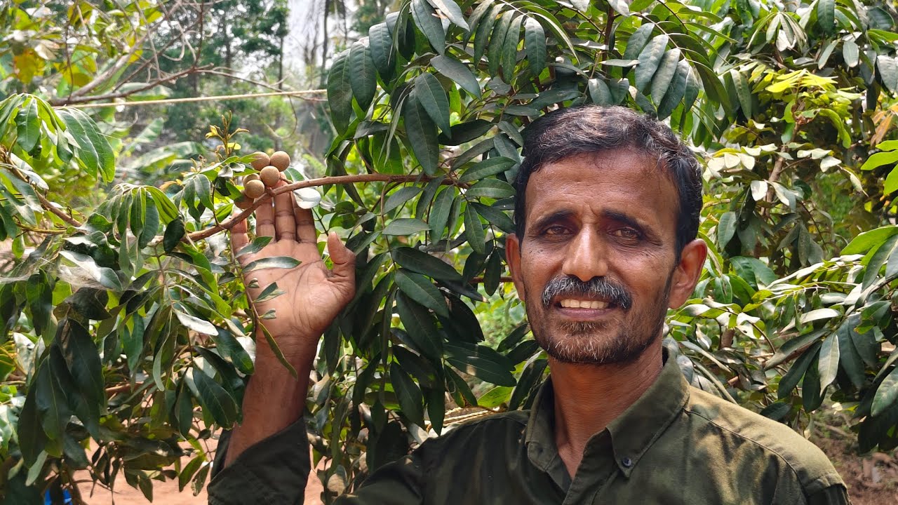 Longan plant ഡ്രംമ്മിൽ ൽ സെറ്റ് ചെയ്യുന്ന രീതി #subscribe #share #fruit 