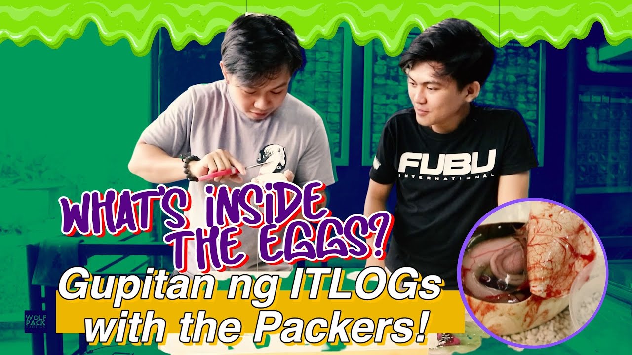 WHAT INSIDE THE EGGS? Gupitan ng Itlog with the Packboys | Wolfpack Exotics