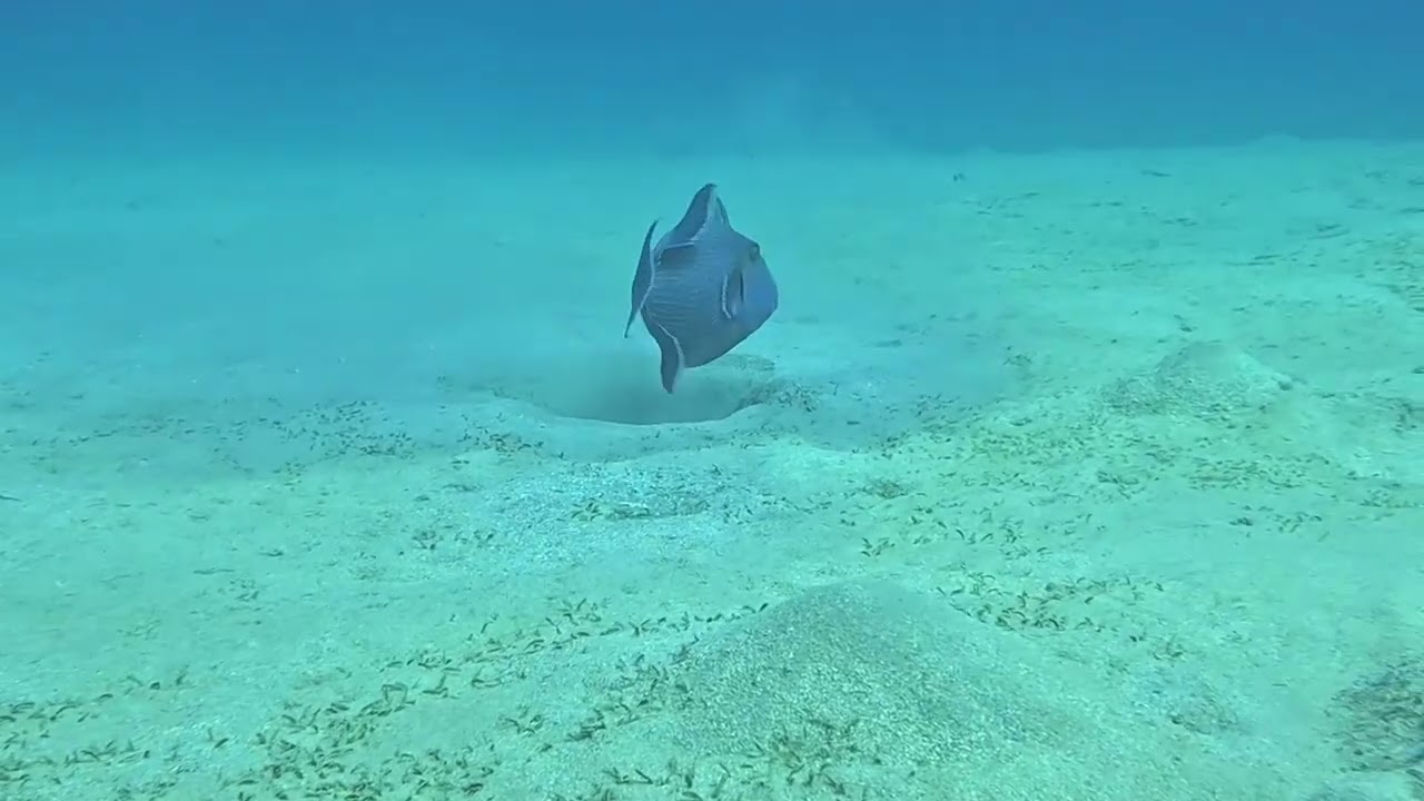 Egypt Makadi Bay Housereef 2025-10-16