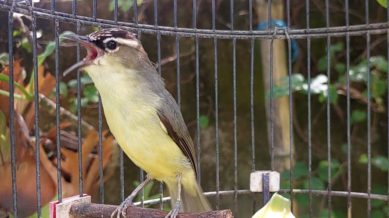 PAncingan Burung Suasah Bunyi Coba Dengan Suara OPIOR JAMBUL