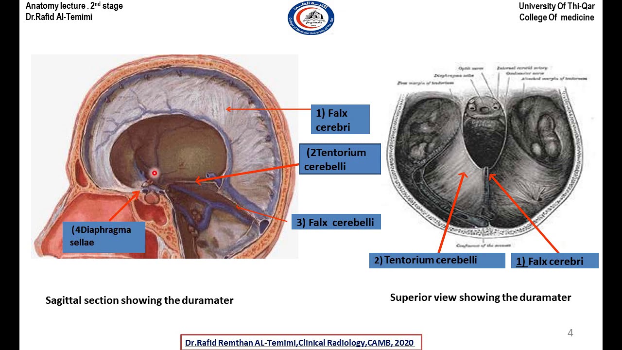 Neuroanatomy: Meninges / د. رافد رمثان التميمي