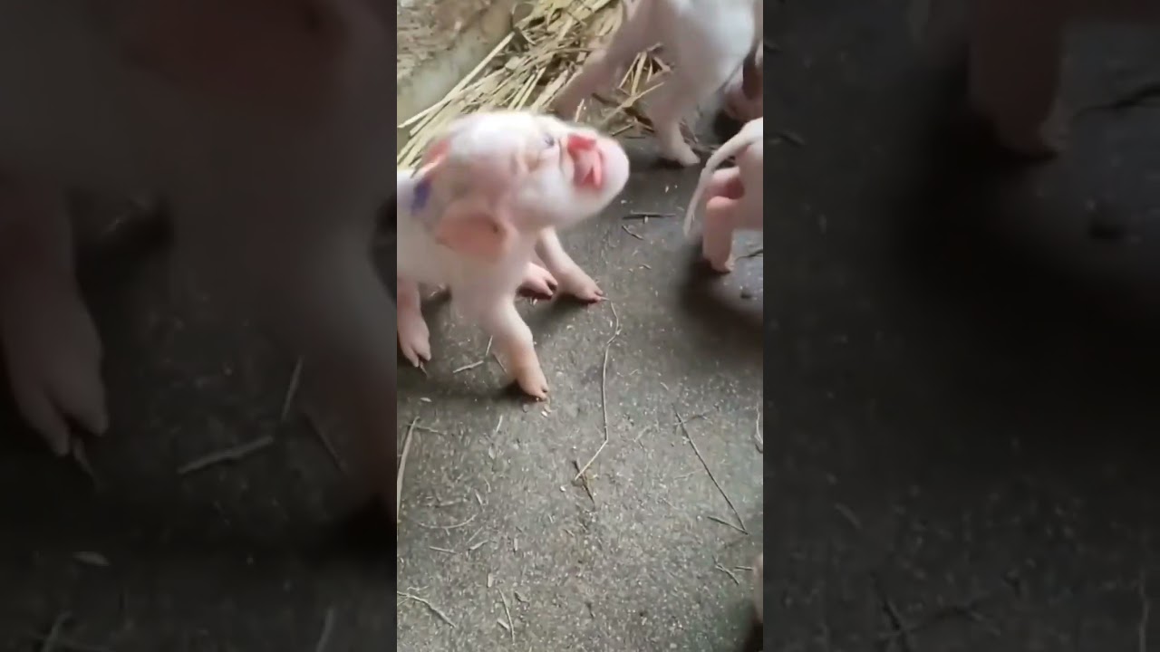 Cyclops piggy #shorts
