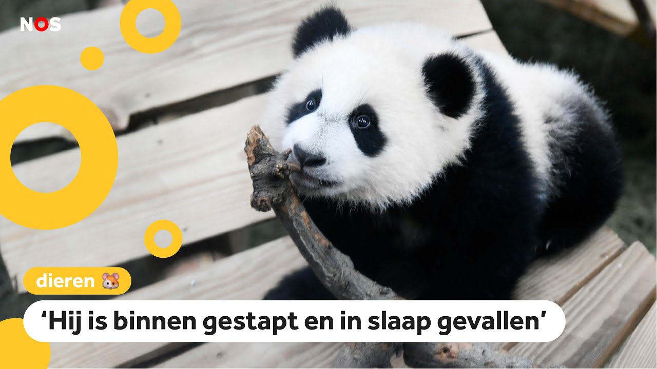 Daar is hij dan: het eerste Nederlandse pandajong