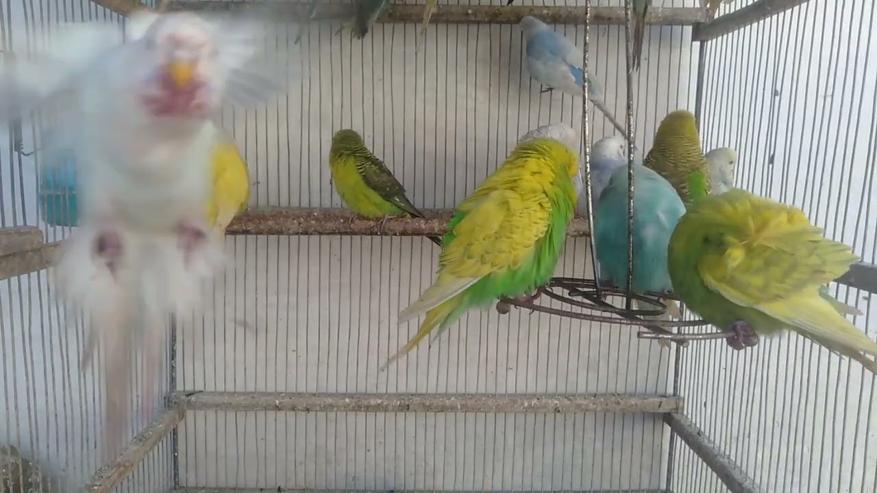 🧠見続けるほど理由がわかる行動の秘密