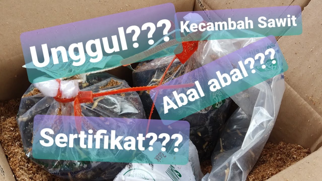 Unboxing Kecambah PPKS Varietas Dumpy