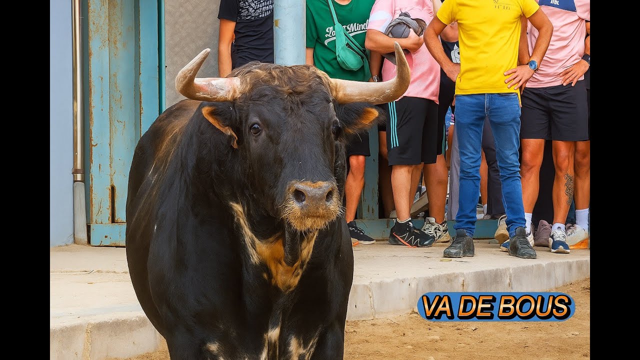 Toros en Vila-real Fiestas Virgen de Gracia 2025 Centelles, Parralejo, Passanha y Marcelino A costa