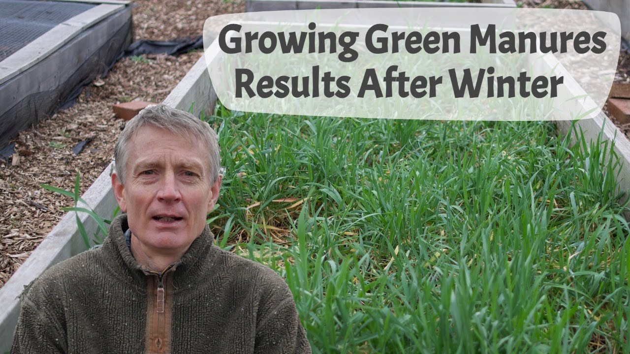 Growing Green Manures - Part 4, The Results Of Growing Five Types At The End Of Winter