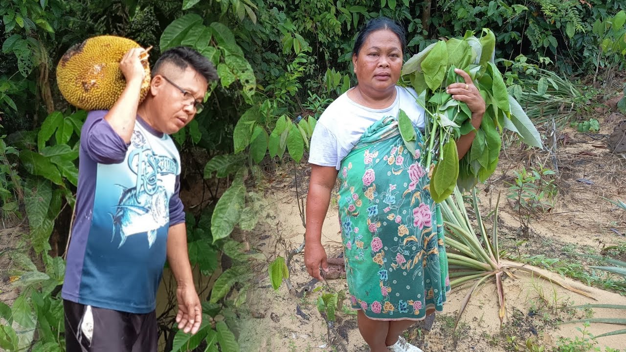 KEHIDUPAN DI KAMPUNG AWAL PAGI PETIK SAYUR PUCUK KAYU 👍😋😋