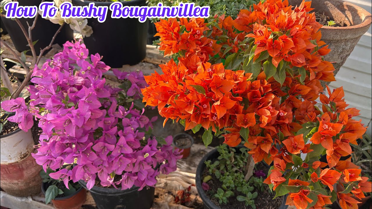 How To make bougainvillea Bushy🥰💐Bougainvillea की care कैसे करे 