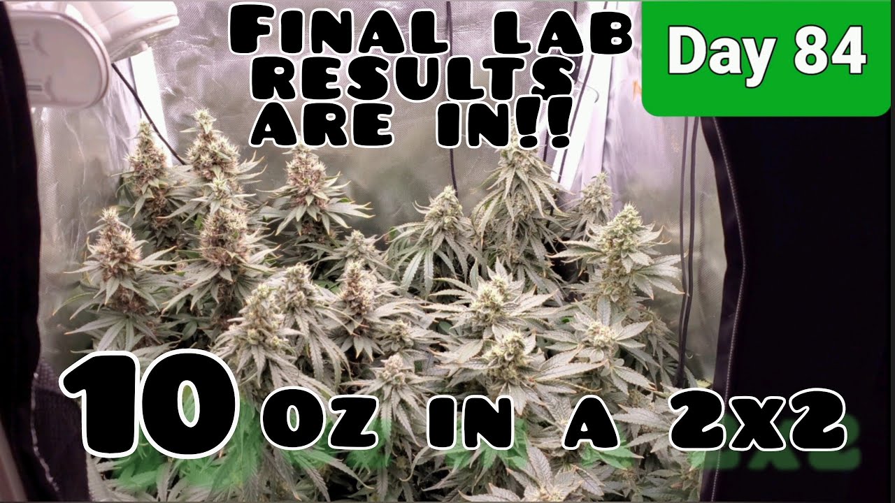 2x2 Grow Tent 10oz Challenge with the Mars Hydro TSW2000 Day84/Day49 Flower,Final Lab results are in