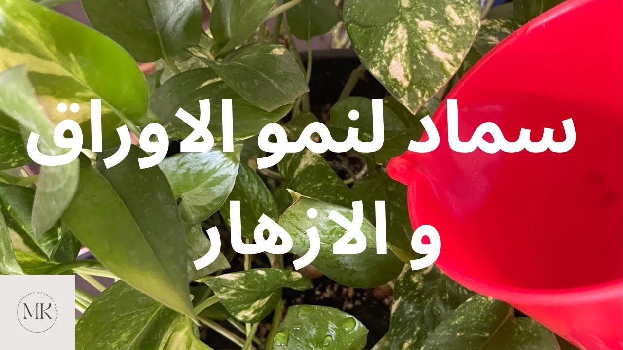 اقوى محلول للنباتات🪴، لنمو الجذور و الاوراق و الازهار🍀🍀