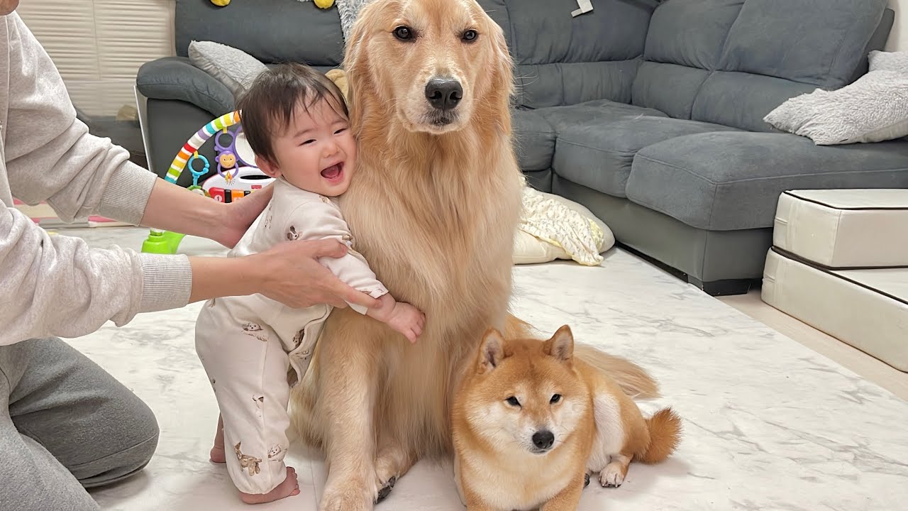 トリミング終わりのふわふわな毛を代わる代わる堪能される豆柴とゴールデンレトリバー