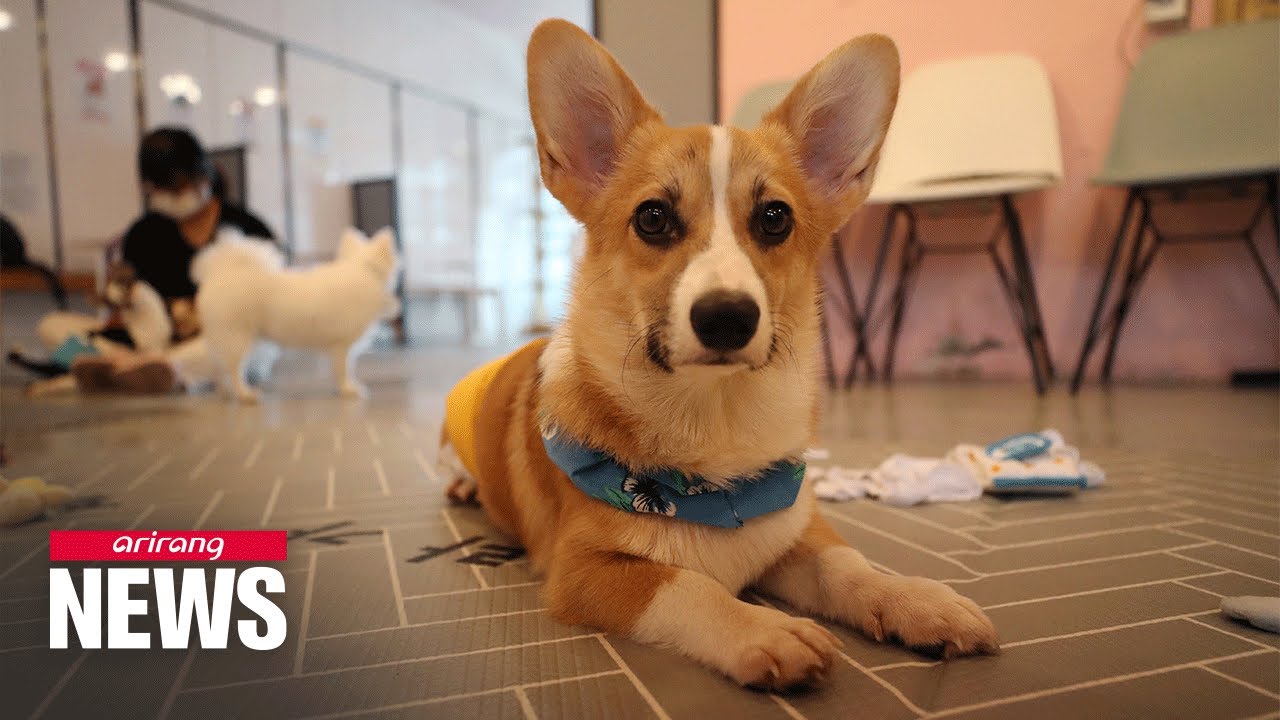 Pet industry evolves as number of pet owners in S. Korea increases