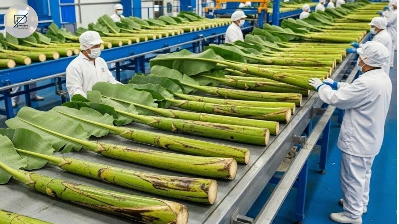 Dentro de una fábrica de tallos de banana de alta tecnología que nunca has visto