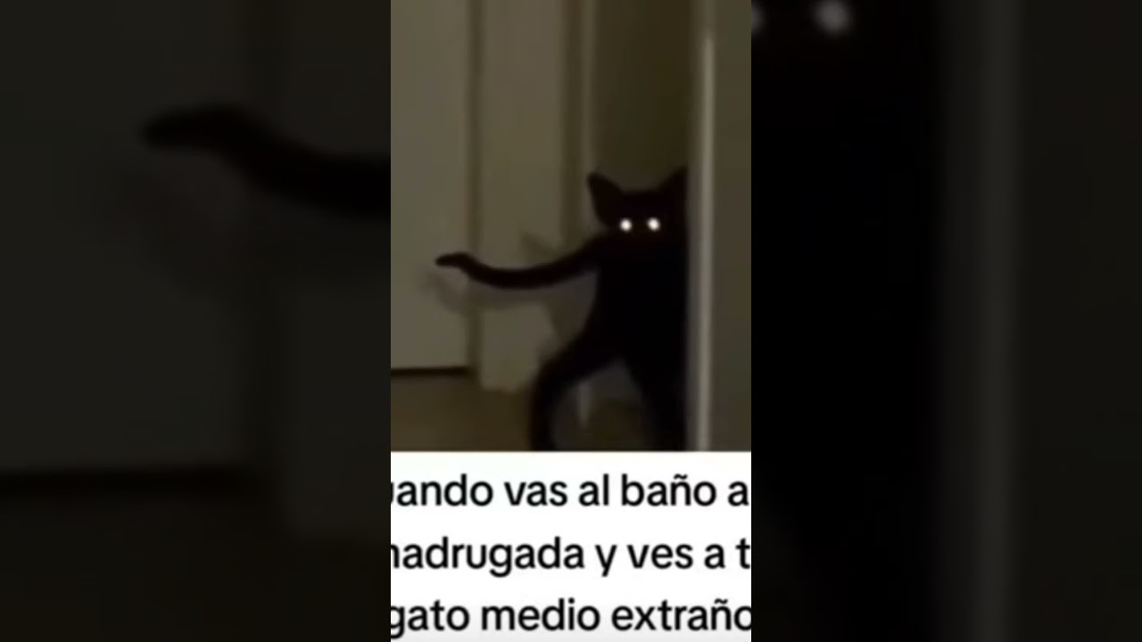 cuando vas al ba&ntilde;o a la madrugada y vez a tu gato medio extra&ntilde;o #miedo #divertido #gato