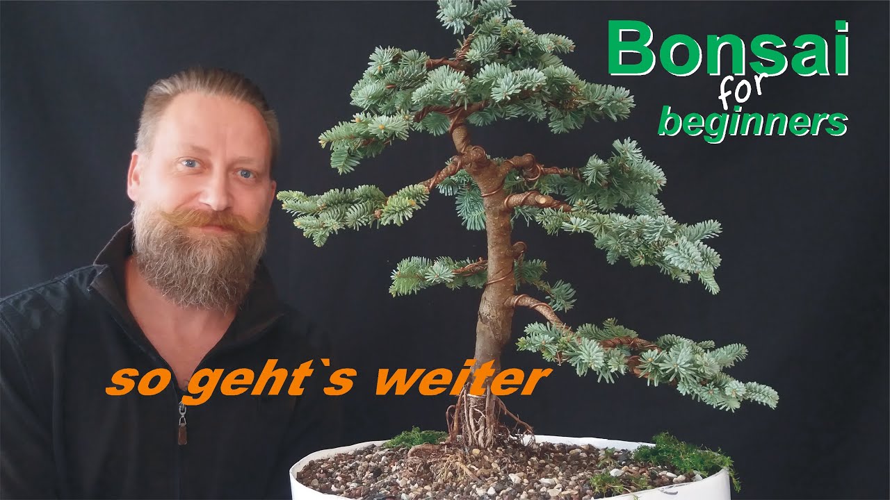Abies procera die 