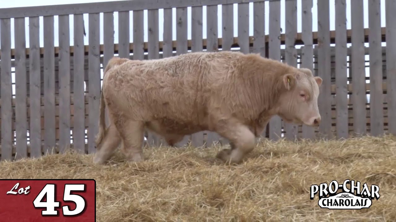 Lot 45 - ProChar 2020.mp4