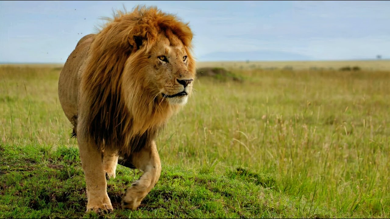 lion sounds vol 15