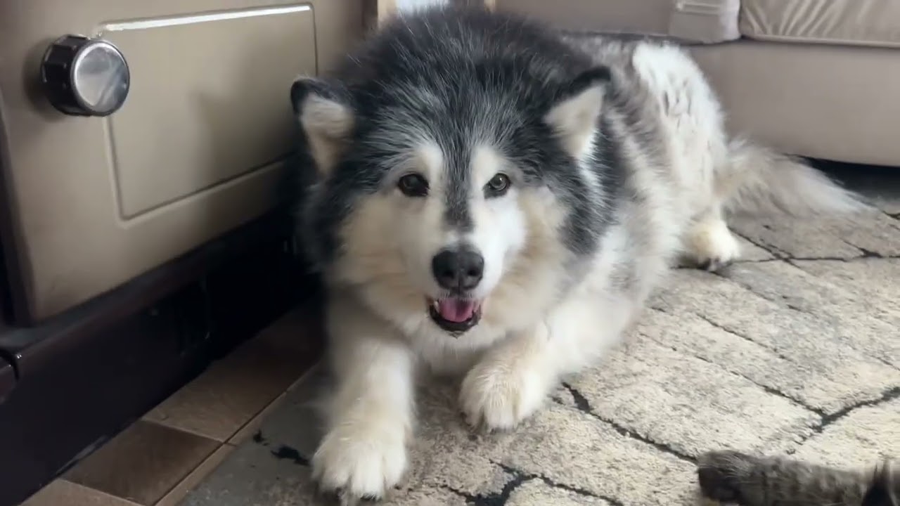 Giant Husky Attack! He’s So Happy To Be In His New House! (So Cute!!)